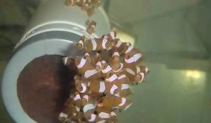 魚缸木頭長白毛怎么辦啊視頻(魚缸木頭長白毛對魚的影響)