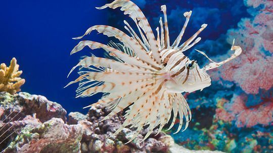 水族館預(yù)約（上海海洋水族館免費(fèi)開(kāi)放日規(guī)則水族館免費(fèi)開(kāi)放日規(guī)則）