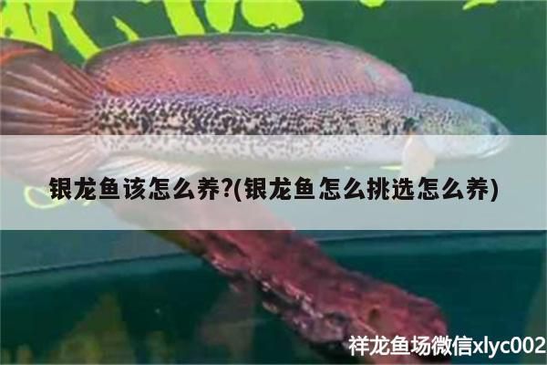 銀龍魚該怎么養?(銀龍魚怎么挑選怎么養)