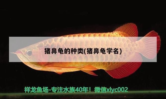 豬鼻龜是烏龜嗎：豬鼻龜屬于哪個科鱉科下兩爪鱉屬的唯一一種