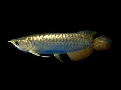 金龍魚幼魚專用飼料選擇：金龍魚專用飼料選擇指南