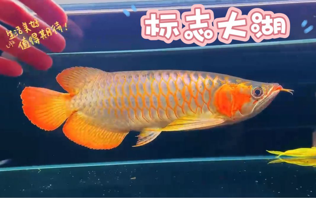 大湖紅龍?jiān)趺磪^(qū)分：大湖紅龍與普通紅龍的區(qū)別 大湖紅龍?jiān)趺磪^(qū)分：大湖紅龍與普通紅龍的區(qū)別 大湖紅龍魚百科 第4張