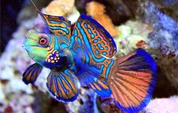 銀龍魚咬其他魚怎么辦(銀龍魚把手咬了怎么處理)