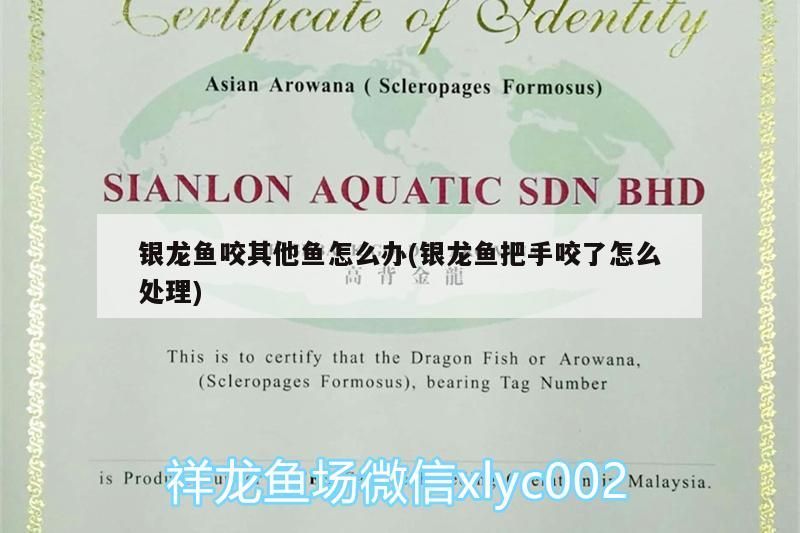 銀龍魚咬其他魚怎么辦(銀龍魚把手咬了怎么處理)
