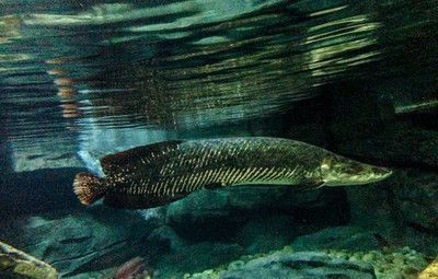巨骨舌魚 金龍魚：巨骨舌魚與金龍魚的區別