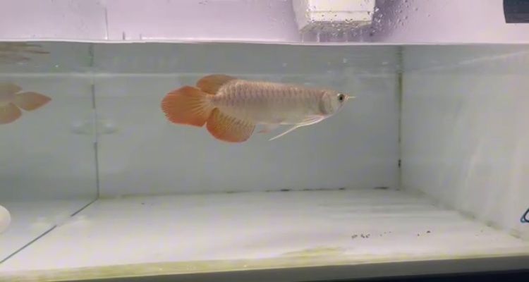 印尼大湖紅龍魚有虎紋魚嗎：印尼大湖紅龍魚品種介紹