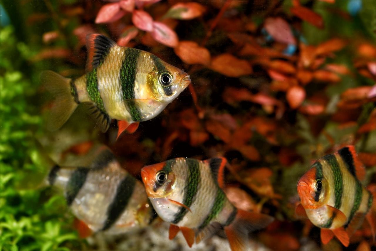 青島魚缸生產(chǎn)廠家及電話地址（青島哪有做魚缸的）