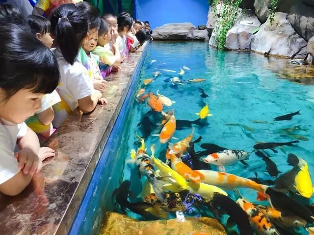 水族館游玩評價語（關于水族館游玩評價語的詳細信息）