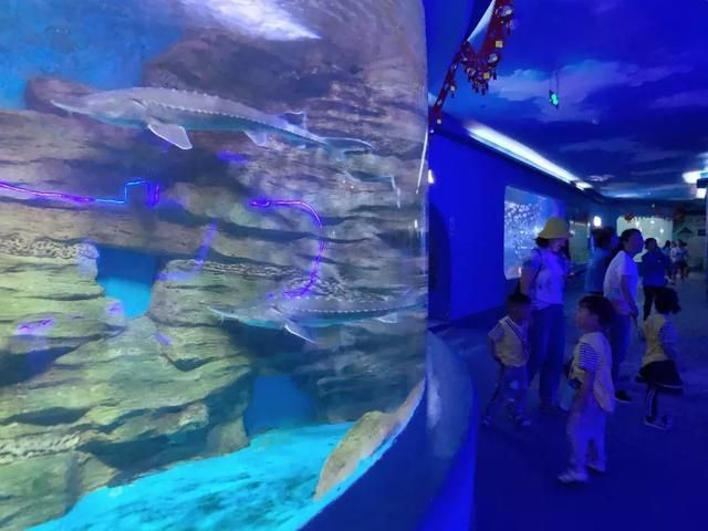 水族館游玩評價語（關于水族館游玩評價語的詳細信息）