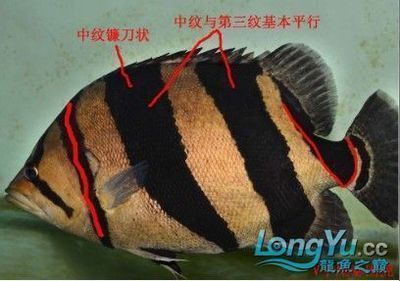 泰龐海鰱瀕危原因分析，泰龐海鰱是全球性瀕危物種，但其生存確實面臨一些挑戰