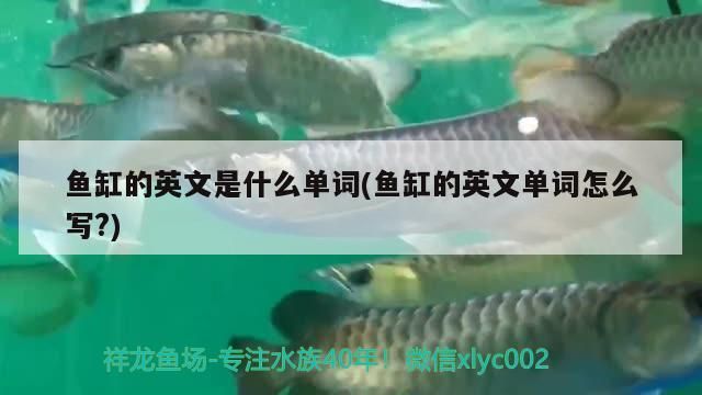 魚缸的英文是什么單詞(魚缸的英文單詞怎么寫?)