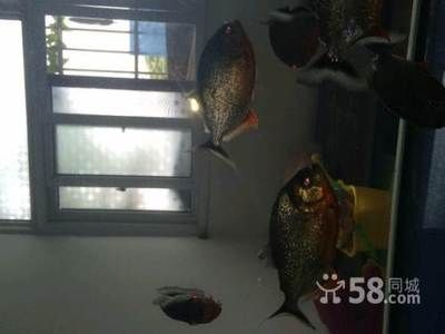 虎魚可以養一條嗎風水好嗎：虎魚是否適合單獨飼養？