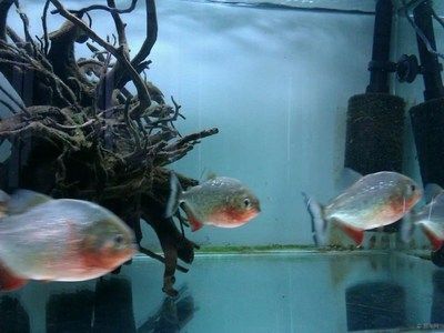 虎魚可以養一條嗎風水好嗎：虎魚是否適合單獨飼養？