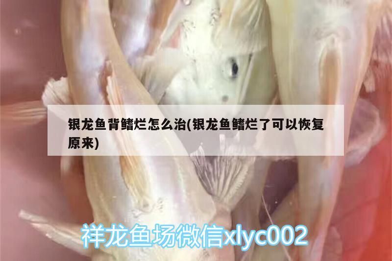 銀龍魚背鰭爛怎么治(銀龍魚鰭爛了可以恢復原來)