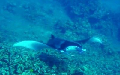 魟魚拼音怎么寫的呀怎么讀啊：[需手動填充]魚怎么讀