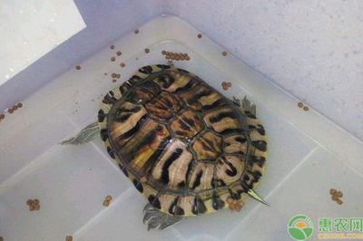 最貴的龍魚品種排名榜前十名有哪些圖片：探尋最貴龍魚品種排名榜前十名的神秘世界