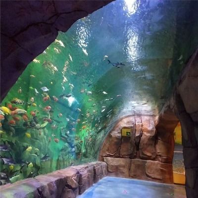 想開個水族館,不知從哪里進貨呢怎么辦(水族館如何進貨) 水族館百科(水族館加盟) 第6張 想開個水族館,不知從哪里進貨呢怎么辦(水族館如何進貨) 想開個水族館,不知從哪里進貨呢怎么辦(水族館如何進貨) 水族館百科(水族館加盟) 第6張