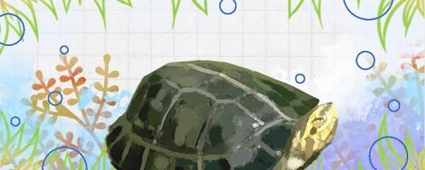 魟魚長的快嗎：魟魚的生長速度受到多種因素影響，公魚生長速度受到多種影響