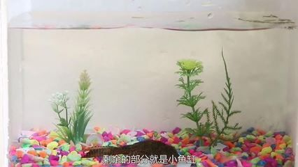 魚缸自動循環水系統制作不用電，不用電的魚缸自動循環水系統