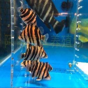 虎魚印尼虎跟蘇虎有什么區(qū)別嗎：印尼虎和蘇虎在生活習(xí)慣上有明顯的區(qū)別，虎魚印尼虎有什么區(qū)別