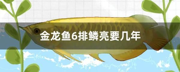 金龍魚鱗片顏色變化解讀：關于金龍魚鱗片顏色變化的詳細解讀