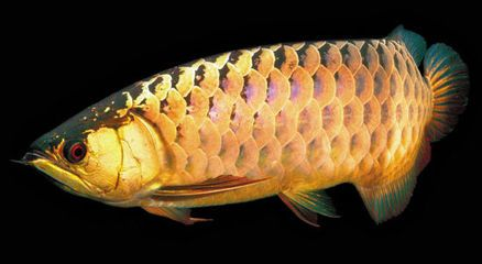 金龍魚鱗片顏色變化解讀：關于金龍魚鱗片顏色變化的詳細解讀