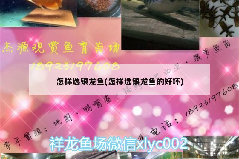 怎樣選銀龍魚(怎樣選銀龍魚的好壞)