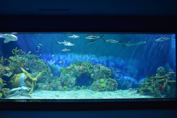 水族館適合開到哪里去呢（商業街步行街或小區密集區開設水族館的選址應考慮多個因素）