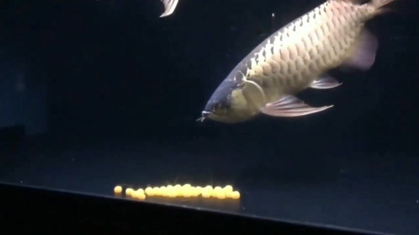金龍魚繁殖空間布局優化：金龍魚的繁殖空間布局優化