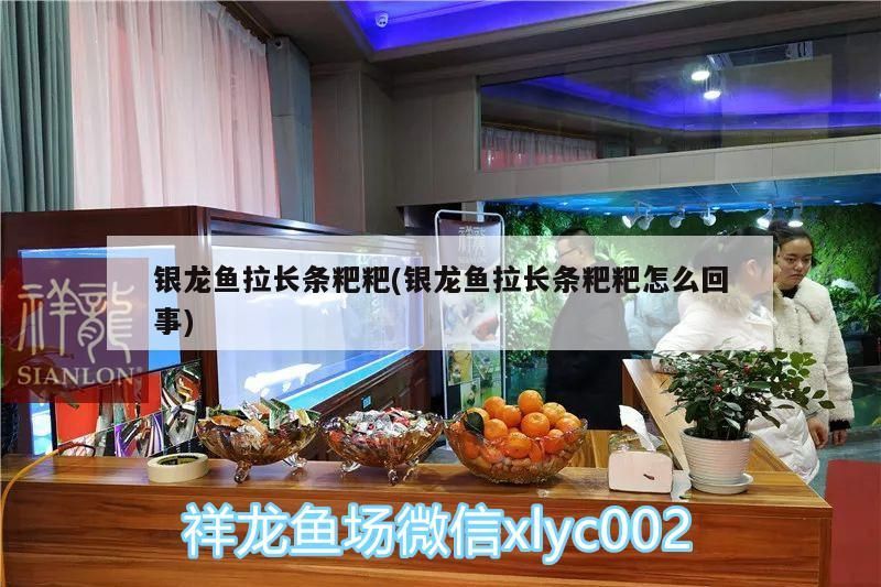 銀龍魚拉長條粑粑(銀龍魚拉長條粑粑怎么回事)
