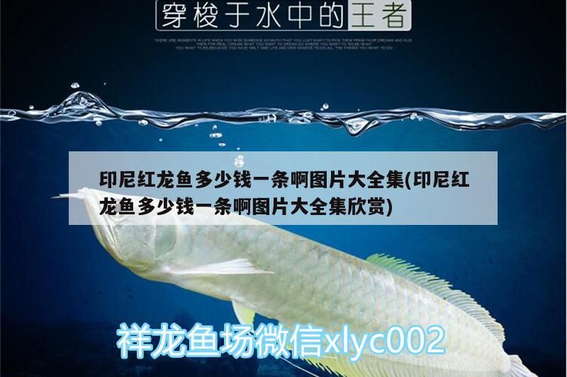 印尼紅龍魚多少錢一條啊圖片大全集(印尼紅龍魚多少錢一條啊圖片大全集欣賞)