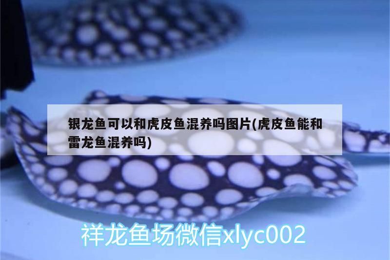 銀龍魚可以和虎皮魚混養嗎圖片(虎皮魚能和雷龍魚混養嗎)
