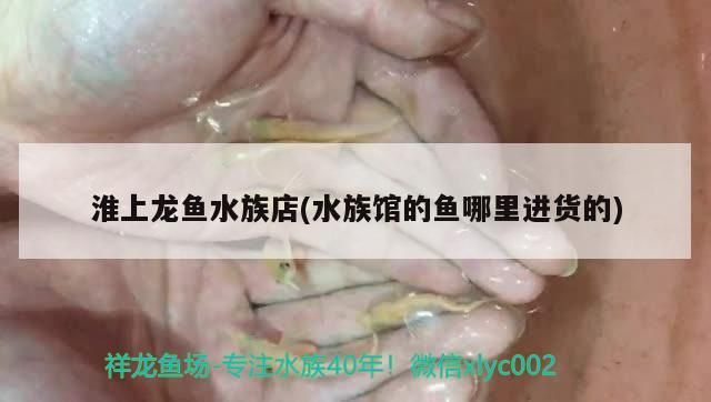 淮上龍魚(yú)水族店(水族館的魚(yú)哪里進(jìn)貨的)