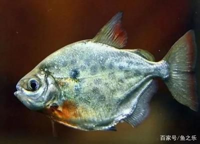 龍虎魟混養寓意:\"龍虎魟混養寓意