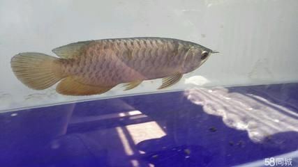 龍虎魟混養寓意：\"龍虎魟混養寓意