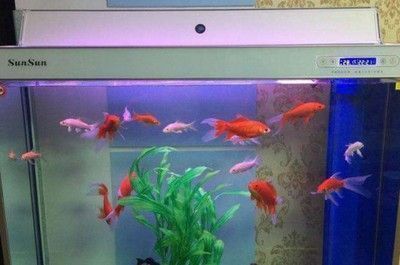 龍魚缸可以養(yǎng)金魚嗎，金魚與龍魚混養(yǎng)的風(fēng)險