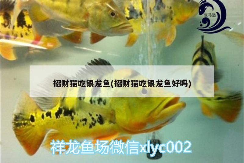 招財(cái)貓吃銀龍魚(招財(cái)貓吃銀龍魚好嗎)