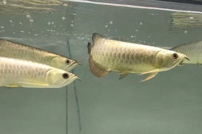 金龍魚形象在不同地區的文化差異：金龍魚在不同地區有著各自獨特的文化差異