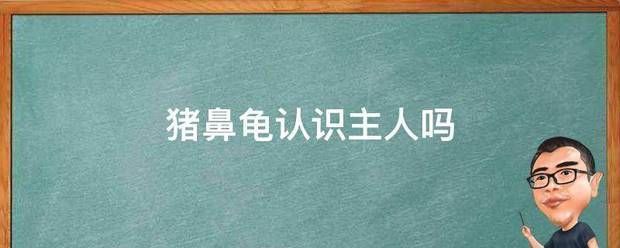 豬鼻龜認識主人嗎視頻：豬鼻龜認識主人嗎