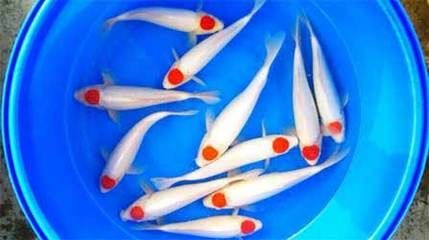 丹頂錦鯉飼料配方詳解，丹頂錦鯉飼料配方