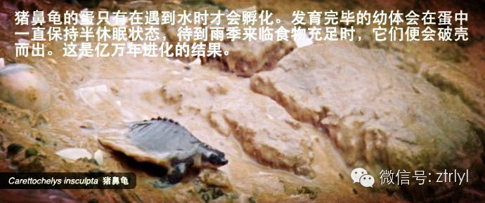 豬鼻龜長到多大下蛋了呢：豬鼻龜能長到多大