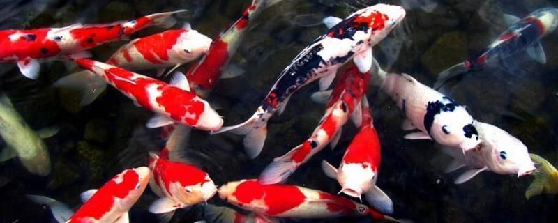 七紋巨鯉魚，七紋巨鯉魚是一種特殊的鯉魚品種，七紋巨鯉魚的養殖技術