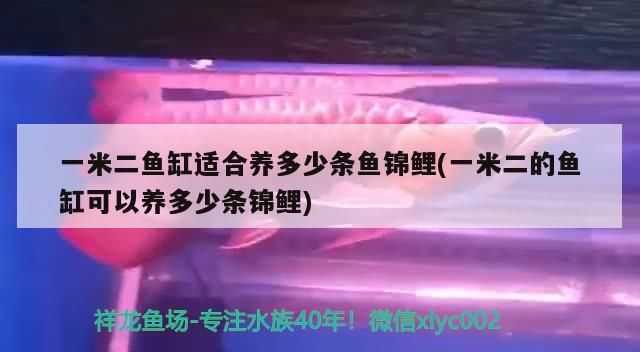 一米二魚缸適合養多少條魚錦鯉(一米二的魚缸可以養多少條錦鯉)