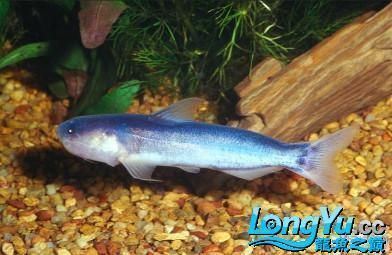 七紋巨鯉魚，七紋巨鯉魚是一種特殊的鯉魚品種，七紋巨鯉魚的養(yǎng)殖技術(shù)