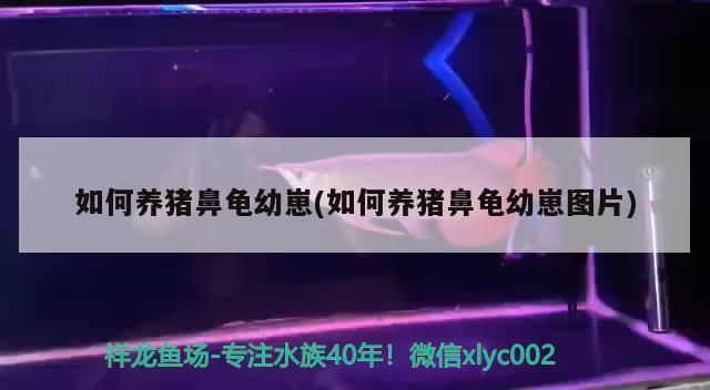 豬鼻龜的養法大全：豬鼻龜怎么養，豬鼻龜飼養注意事項