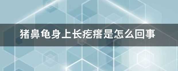 豬鼻龜身上有好多疙瘩：豬鼻龜頭上長膿包是怎么回事