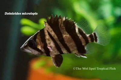 印尼虎魚能活多久：印尼虎魚的壽命受多種因素影響 印尼虎魚能活多久：印尼虎魚的壽命受多種因素影響 虎魚百科 第3張