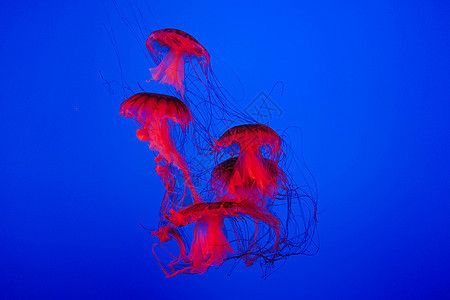 水族館店面圖片大全大圖（探索水族館店面設計的重要性及其對顧客體驗的影響）