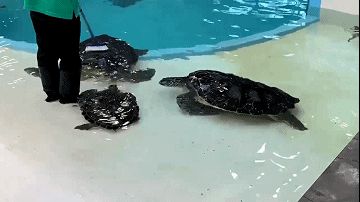 水族館店鋪里有什么動(dòng)物嗎視頻（水族館店鋪經(jīng)營(yíng)秘訣水族館店鋪經(jīng)營(yíng)秘訣水族館店鋪經(jīng)營(yíng)秘訣）
