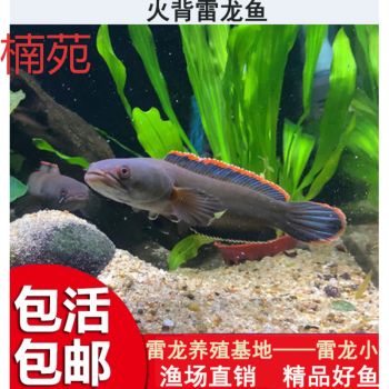 十大最好養(yǎng)的觀賞魚，新手入門的最佳選擇，新手必看！十大最好養(yǎng)的觀賞魚推薦，輕松入門不踩雷